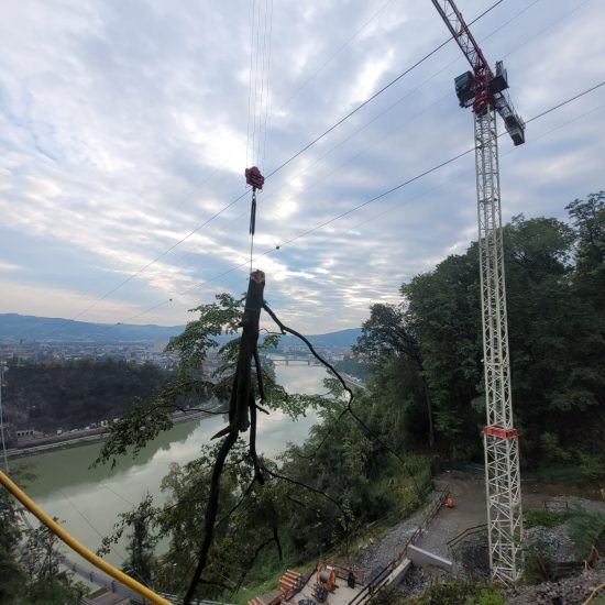 Baumabtragung_12