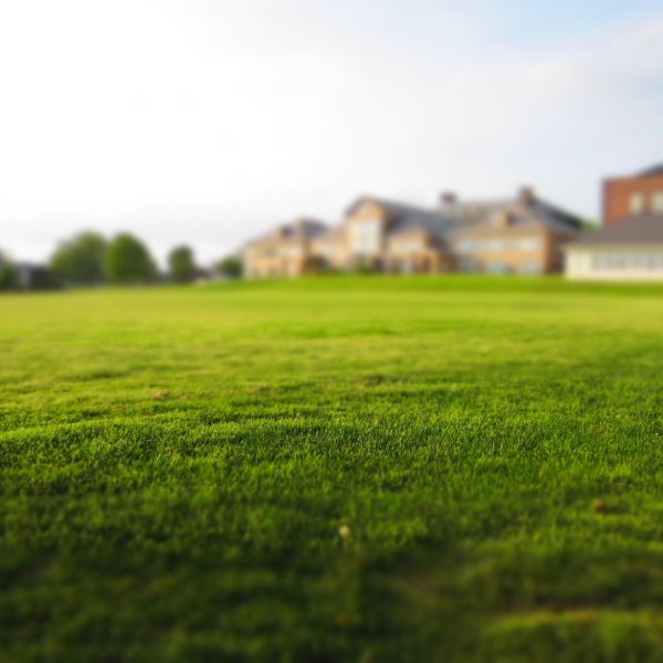 freenaturestock-lawn-768316_1920